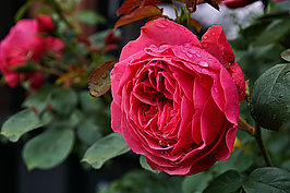 Bernhard Saalfeld - Gartenrose 2024 (3v9)